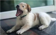 狗狗一抖一抖的像打嗝一样