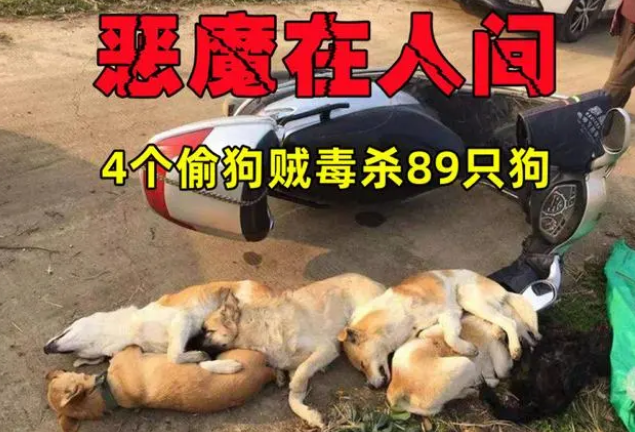 恶魔在人间!4名偷狗贼毒杀89只狗 恶魔在人间!4名偷狗贼毒杀89只狗