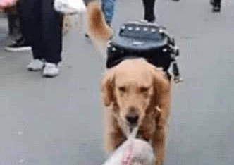 金毛帮主人买吃的，路人看了纷纷大笑