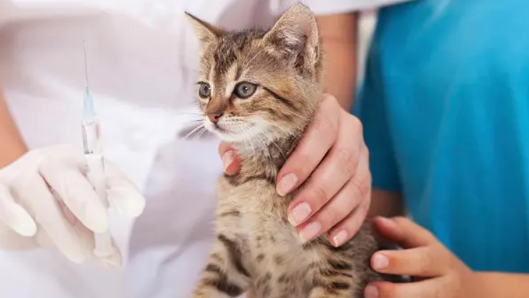 猫打了疫苗后精神不振多久恢复啊