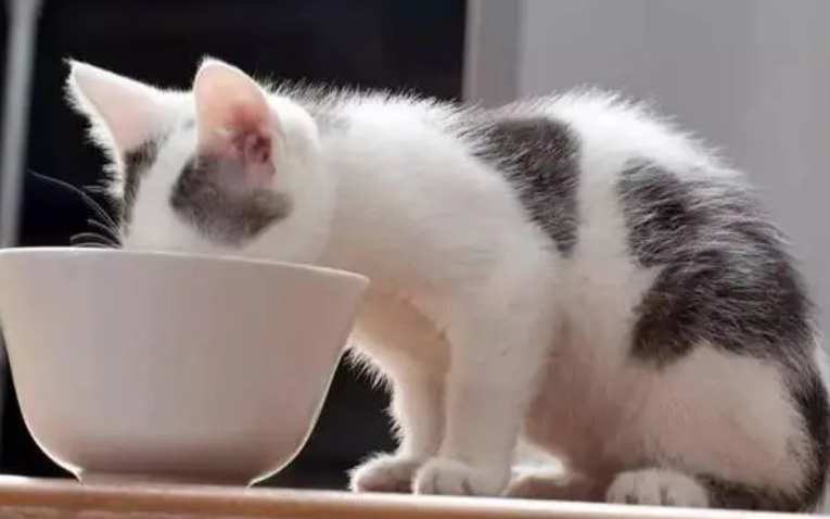 猫咪应该怎么吃零食，才能发挥它的作用呢！
