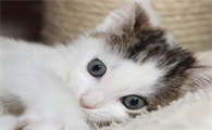 猫咪误舔驱虫药怎么办