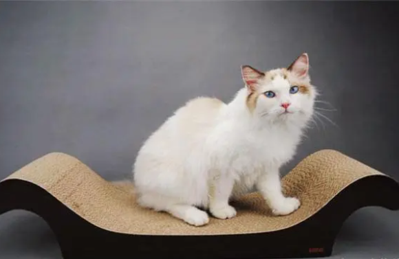 猫需要猫窝吗 猫需要猫窝吗