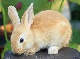 虎皮黄兔怎么养,快来看看吧