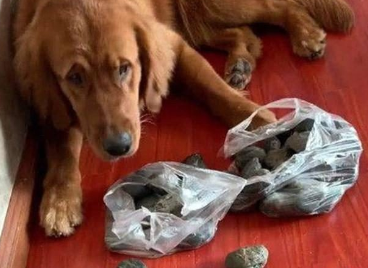 金毛喜欢往家里叼石头,隔了一个多月主人整理后:这谁顶得住呀 金毛喜欢往家里叼石头,隔了一个多月主人整理后:这谁顶得住呀