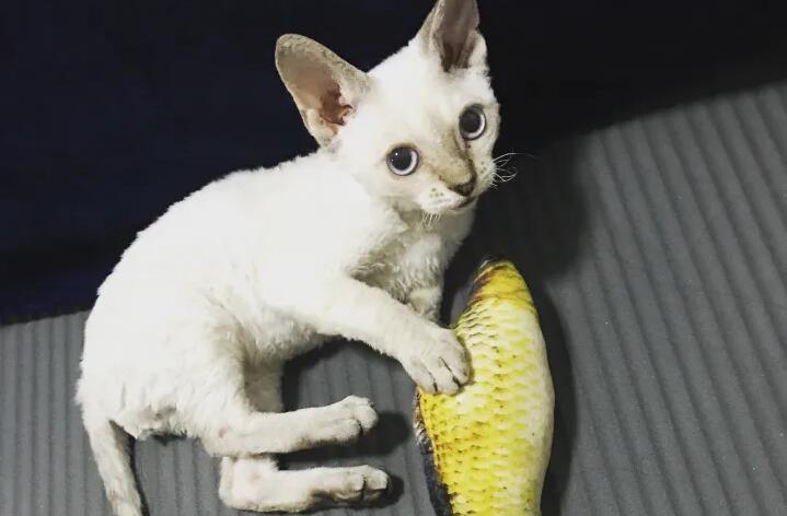 德文卷毛猫是一种怎么样的体验