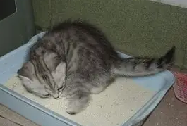 猫咪不拉屎但是精神很好怎么回事