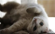 猫一个月吐几回毛球怎么回事