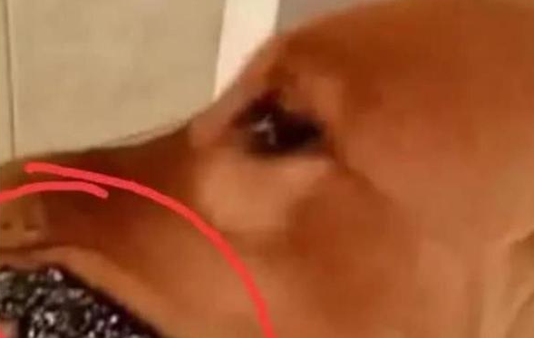 女子上厕所没带纸让金毛去拿,结果惊讶 女子上厕所没带纸让金毛去拿,结果惊讶