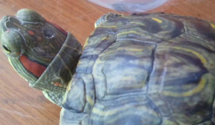 乌龟腐皮腐甲怎么治疗最好 乌龟腐皮腐甲怎么治疗最好