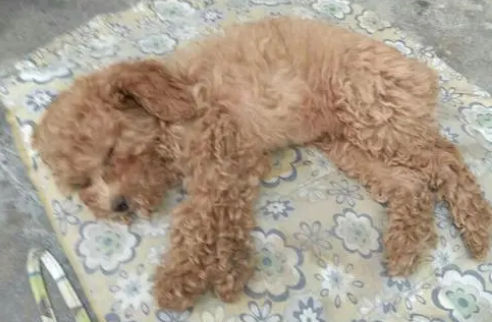 小泰迪呕吐是怎么回事啊 小泰迪呕吐是怎么回事啊