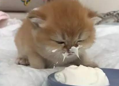 猫可以吃奶油吗 猫可以吃奶油吗