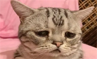 猫咪伤心的表现