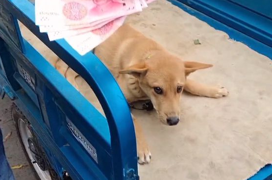 瘸腿狗狗卖狗贩，临别时，狗狗险些咬伤主人