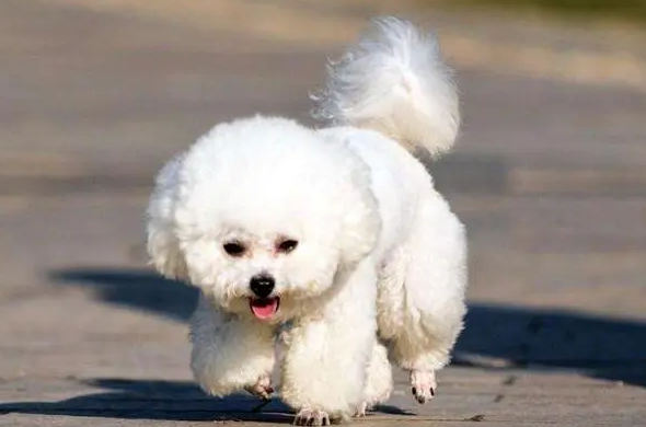 比熊犬怎么训