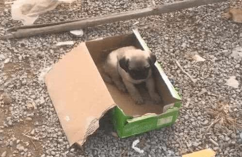 男子捡到一只八哥犬，不料看到旁边的试纸