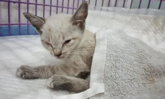成猫冠状病毒会自愈吗 成猫冠状病毒会自愈吗