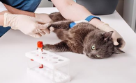 新冠病毒能传给猫吗