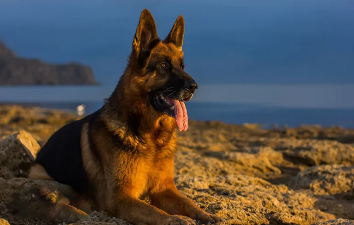 德牧犬吃什么牌子的狗粮好一点