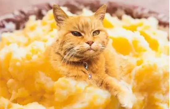猫咪吃土豆注意事项1,猫不要吃生土豆,生土豆中含有茄碱,会造成严重的