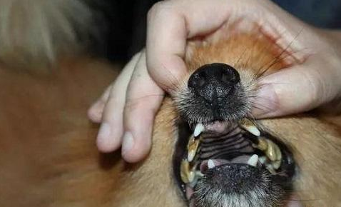 狗狗嘴巴里有股腐臭味,来告诉你答案 狗狗嘴巴里有股腐臭味,来告诉你答案