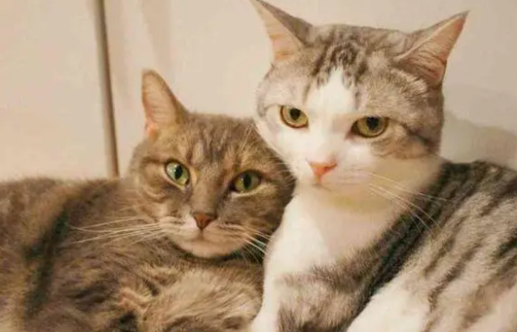 猫咪多大发情