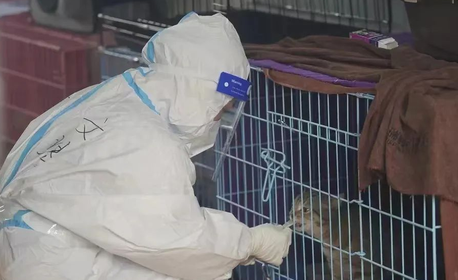 主人阳性宠物会感染吗 主人阳性宠物会感染吗