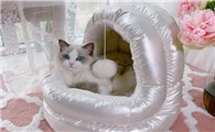 怎样让猫咪睡猫窝