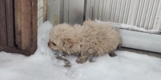 呆萌小土狗却被抛弃在冰天雪地里