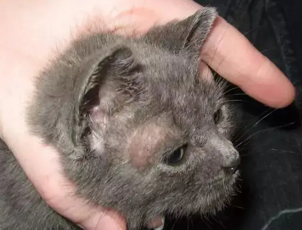 猫癣用什么药