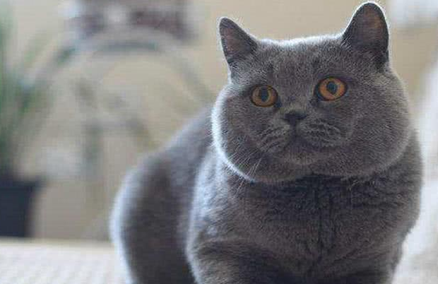 蓝猫有几种颜色