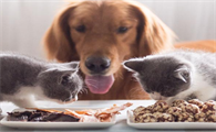 猫可以吃狗零食吗