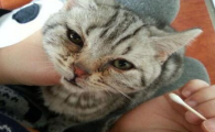 猫咪猫鼻支怎么治疗