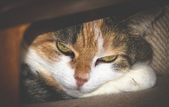 盖夫专注猫咪应激反应,静心宝安抚紧张情绪 盖夫专注猫咪应激反应,静心宝安抚紧张情绪