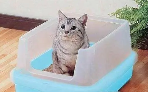 猫猫拉屎有血丝是什么回事 猫猫拉屎有血丝是什么回事