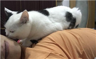 猫主动爬你身上说明了什么