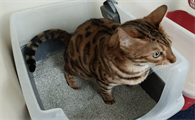 猫小便频繁是怎么回事啊