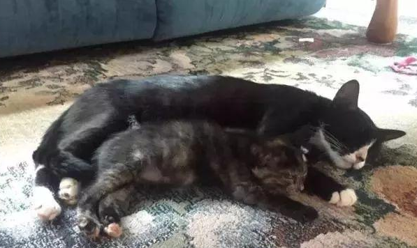 流浪猫拼命争夺食物,回猫窝就喂9只小猫 流浪猫拼命争夺食物,回猫窝就喂9只小猫