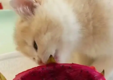 猫能吃火龙果吗 猫能吃火龙果吗