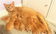 猫一窝能生几只