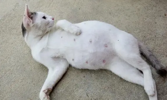 猫咪怀孕65天了还不生正常吗 猫咪怀孕65天了还不生正常吗