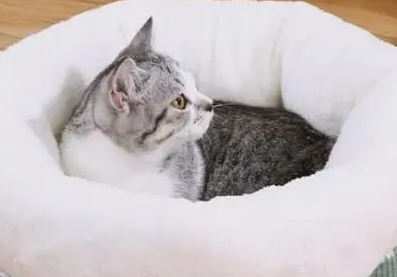 如何教猫用猫窝