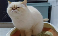 猫便秘的症状有哪些有什么方法解决