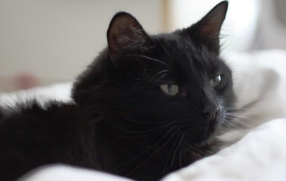 男子自从捡到一只猫后，奇怪的事情接连发生