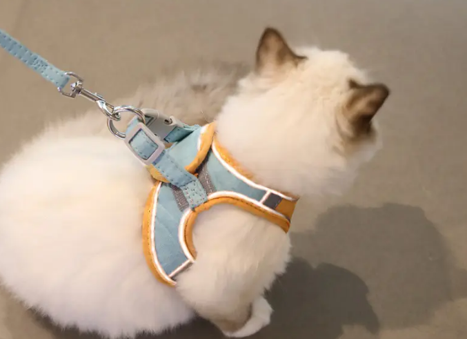 猫咪不喜欢穿牵引绳 猫咪不喜欢穿牵引绳