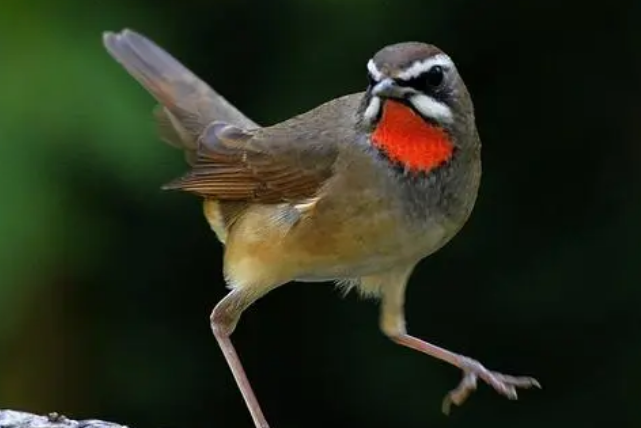 红靛颏鸟能喂葡萄吗?饲主来看看