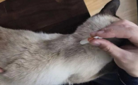 猫咪体内外驱虫药哪个好