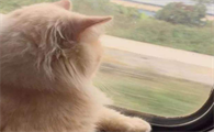 高铁可以带猫吗