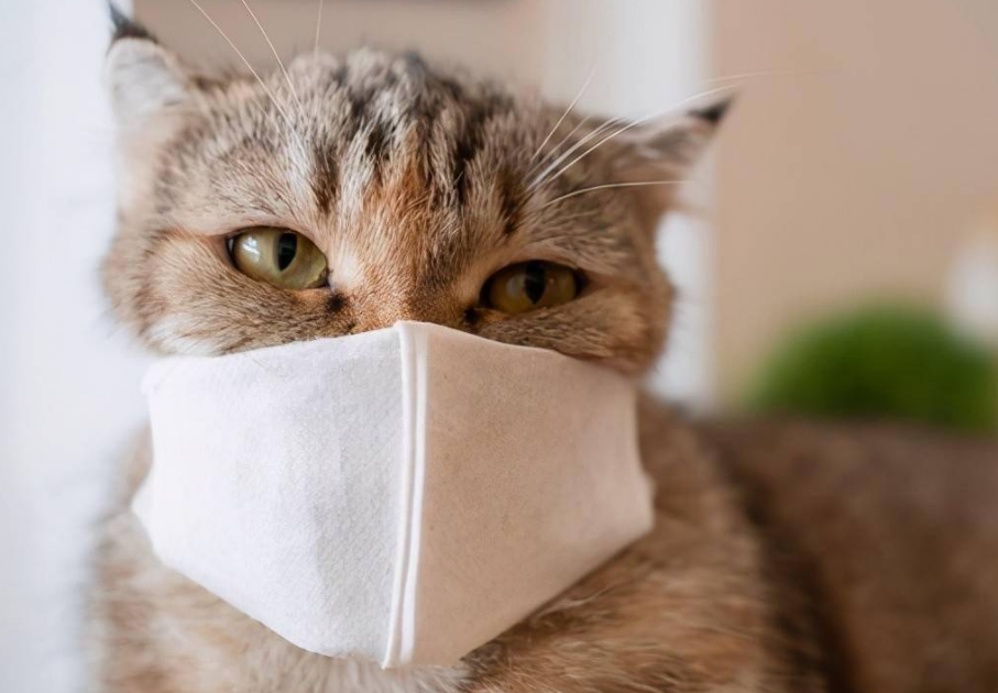 我得了新冠家里猫会感染吗