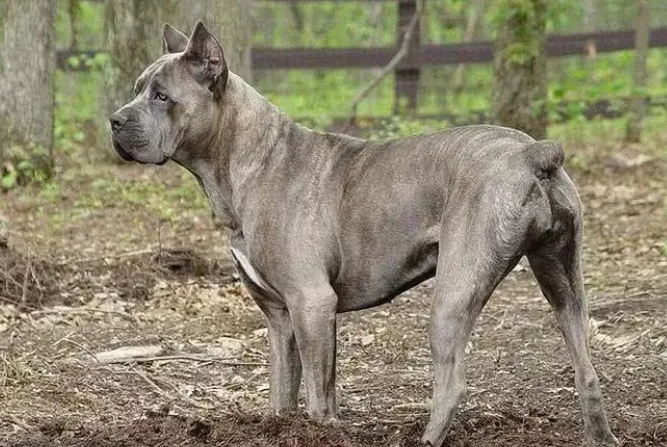 卡斯罗犬缺点